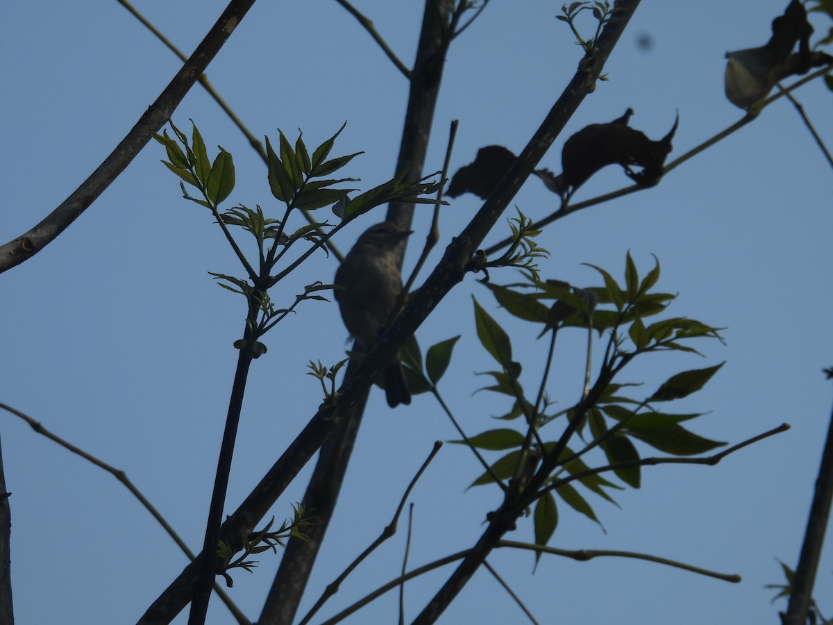 vireo sp. - ML655518040