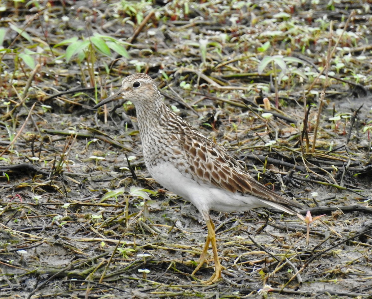 Pectoral Sandpiper - ML65551821