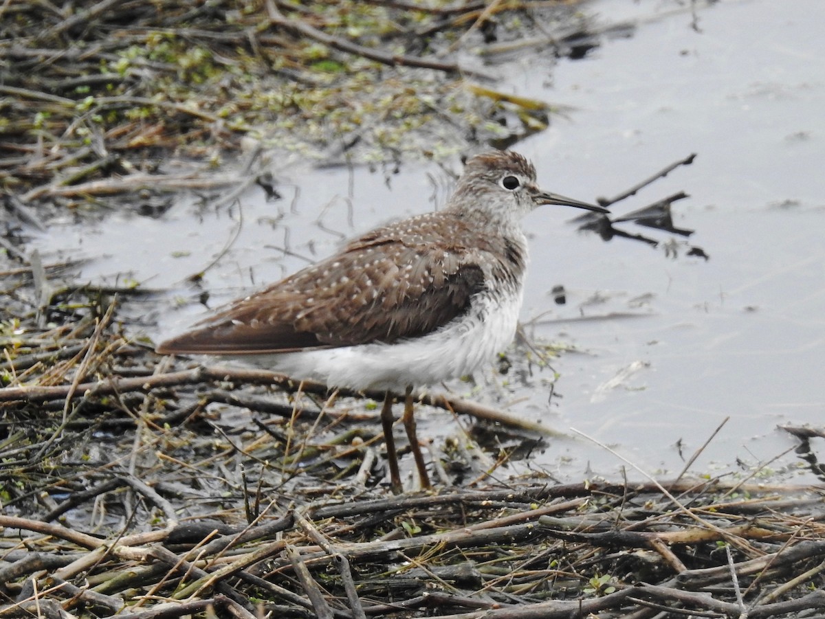 Einsiedelwasserläufer - ML65551931