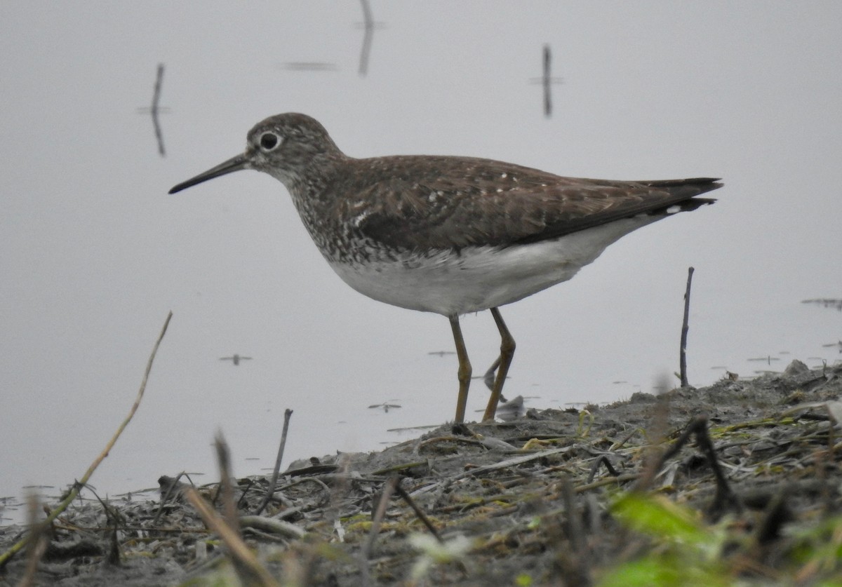 Solitary Sandpiper - ML65551951