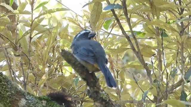 Thick-billed Saltator - ML655519587