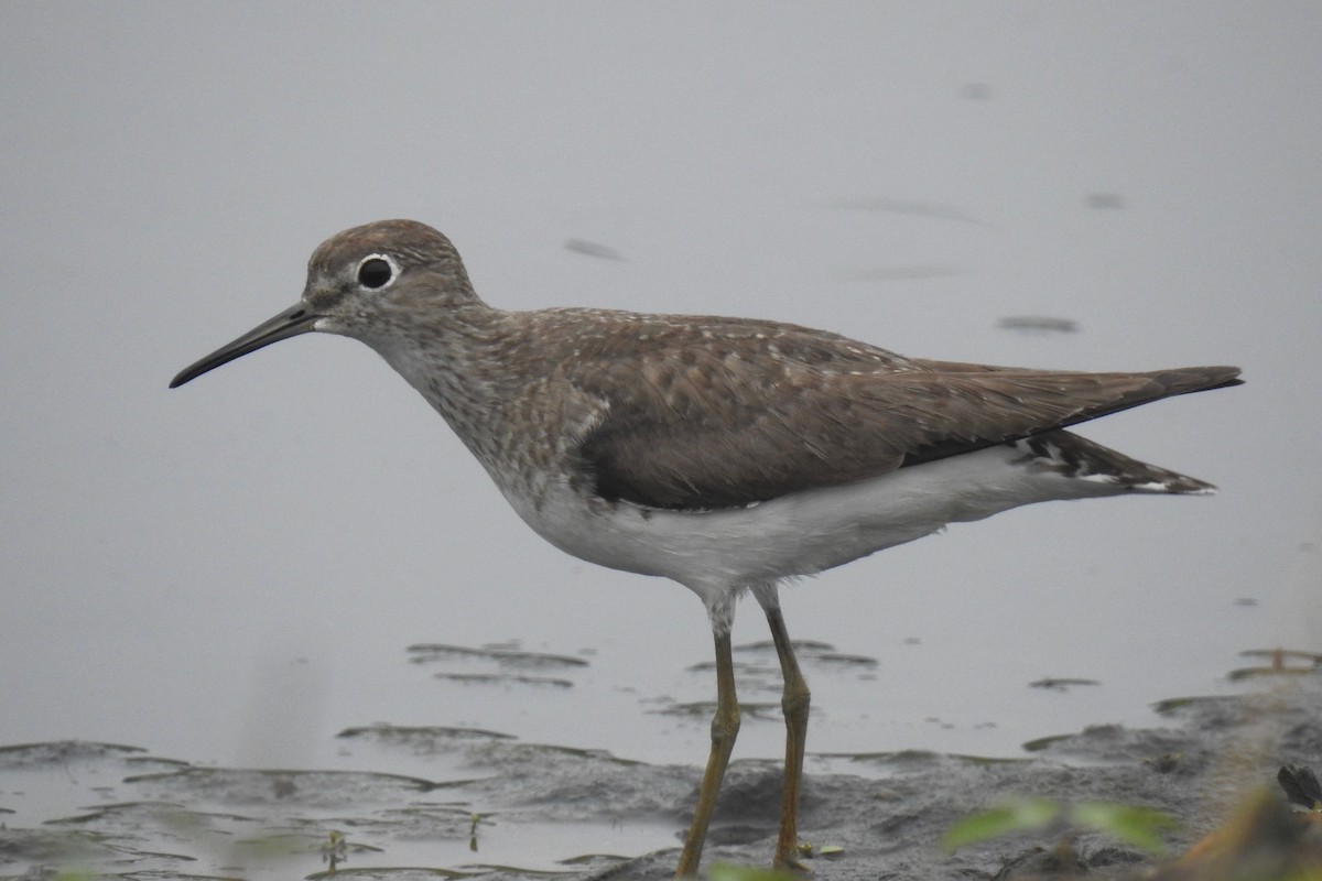 Solitary Sandpiper - ML65551971