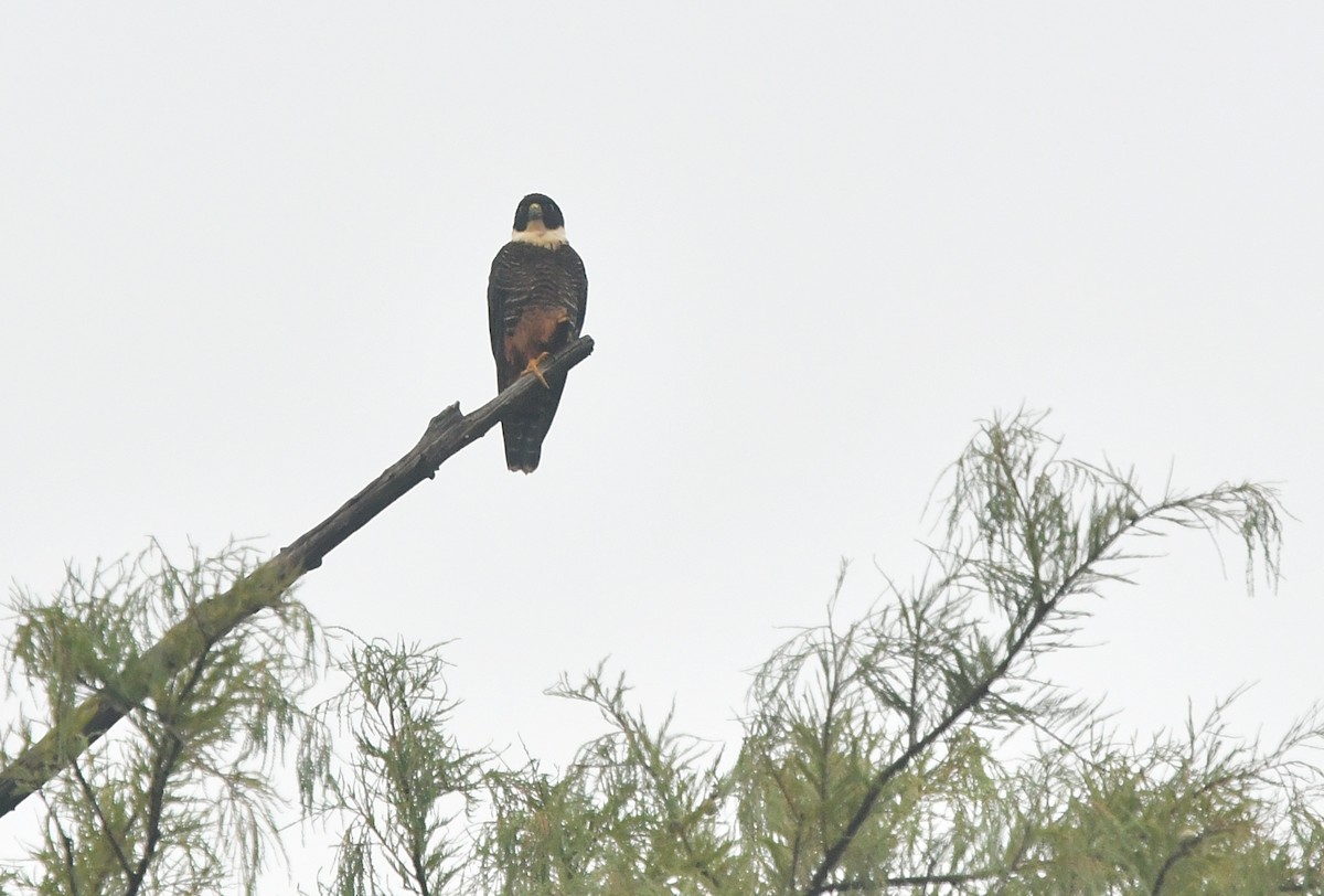 Fledermausfalke - ML65551981