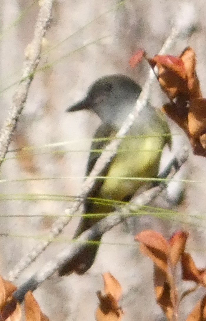 Graukopfvireo - ML655520521