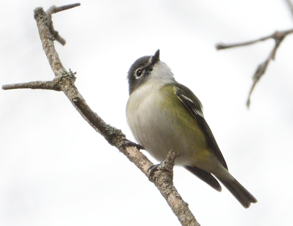 Graukopfvireo - ML655520890