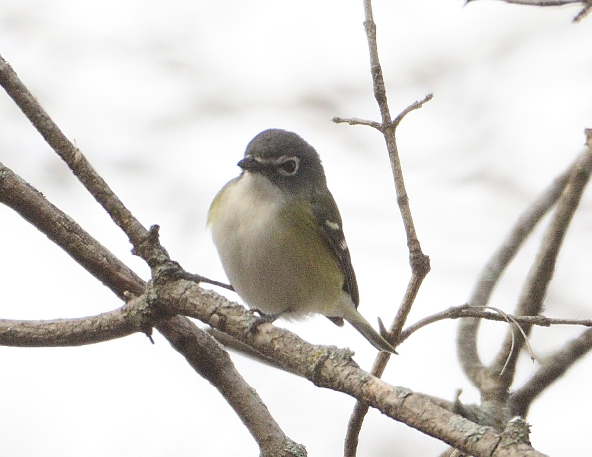 Graukopfvireo - ML655520891
