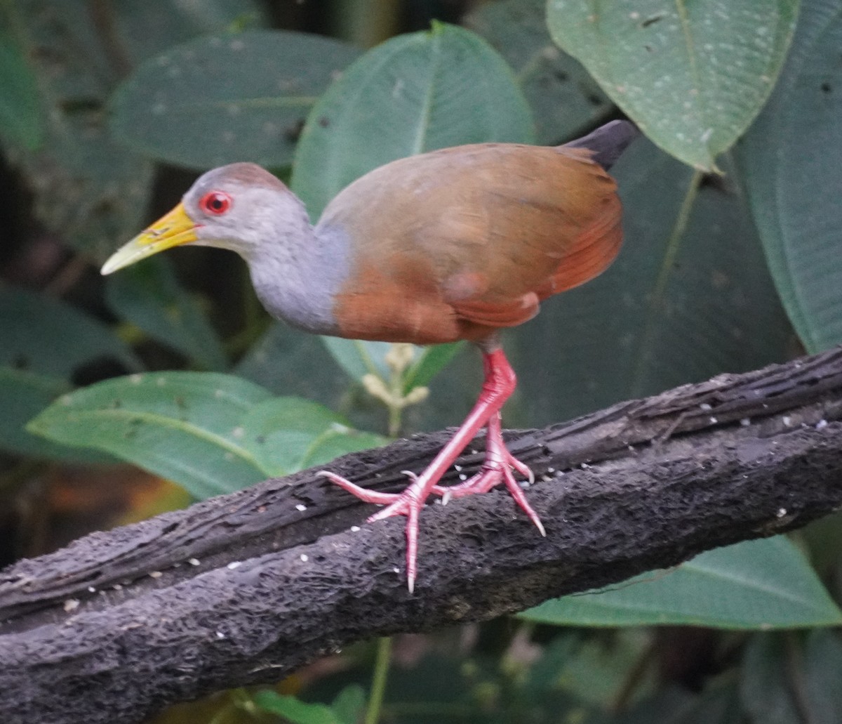 Gray-cowled Wood-Rail - ML655521487