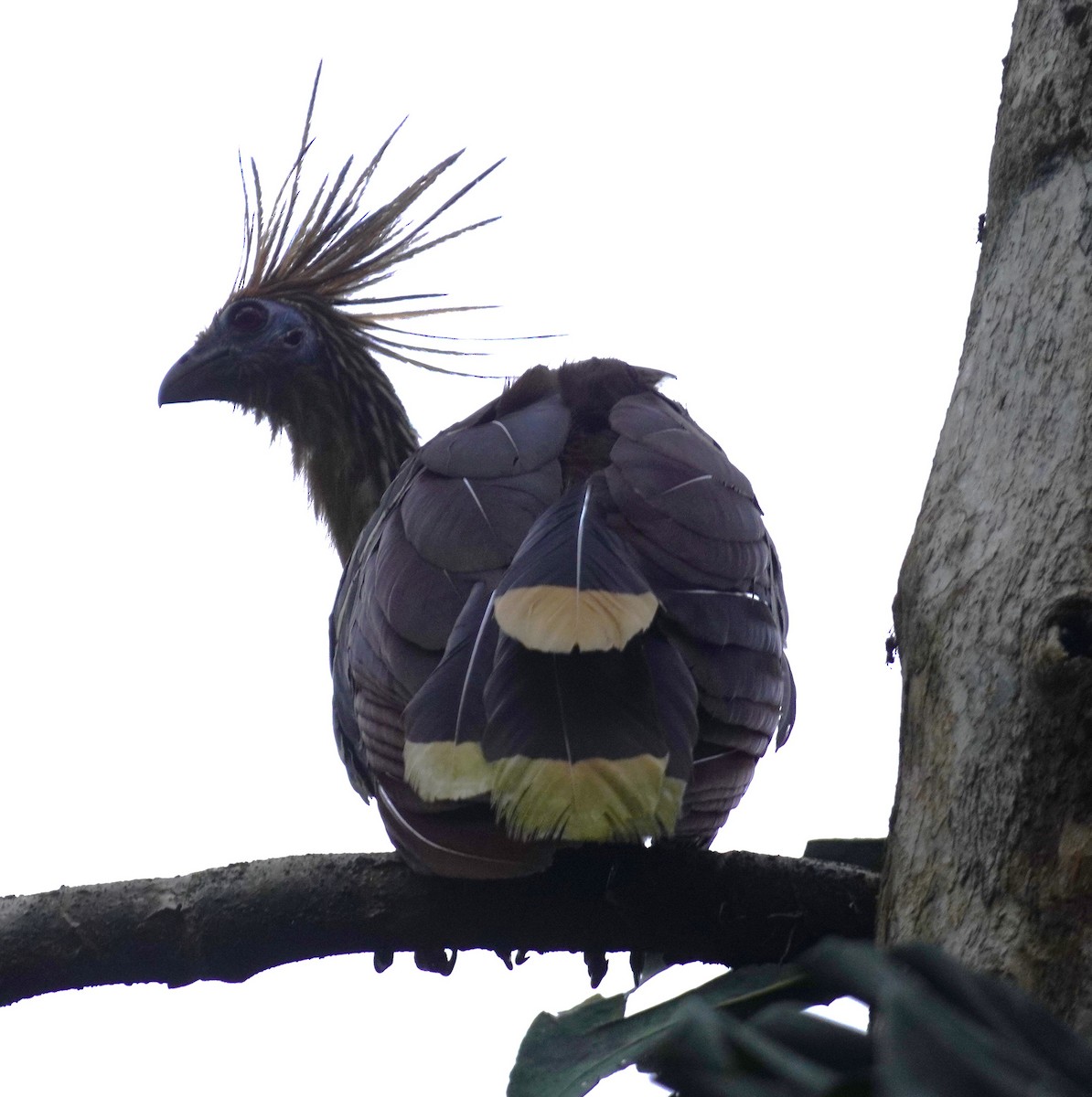 Hoatzin - ML655521491