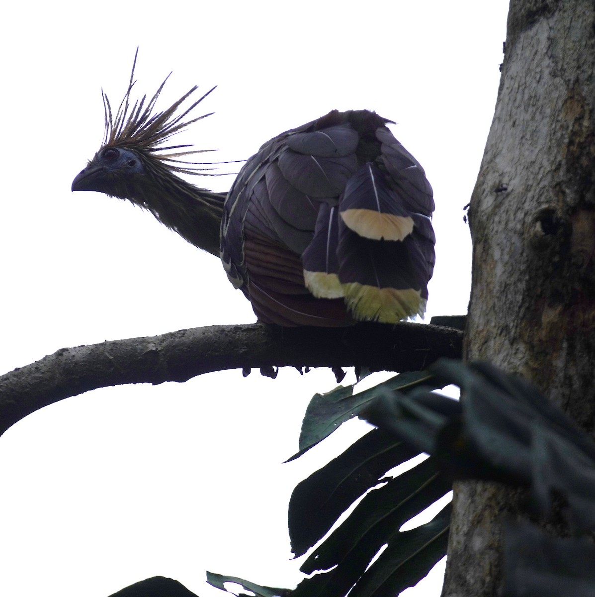 Hoatzin - ML655521492