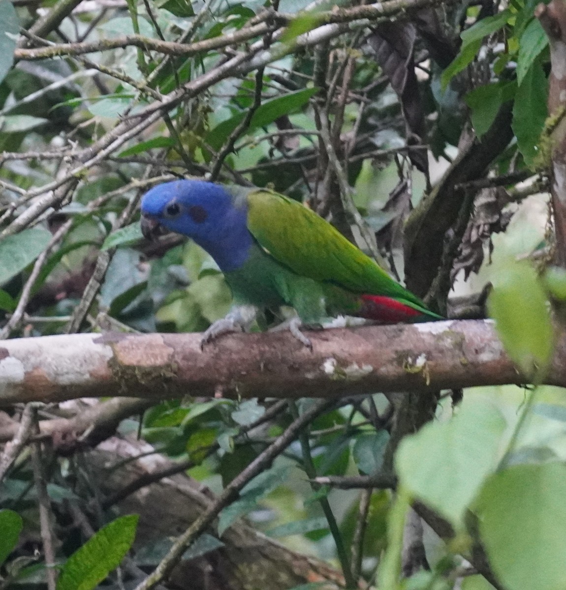 Blue-headed Parrot - ML655521499