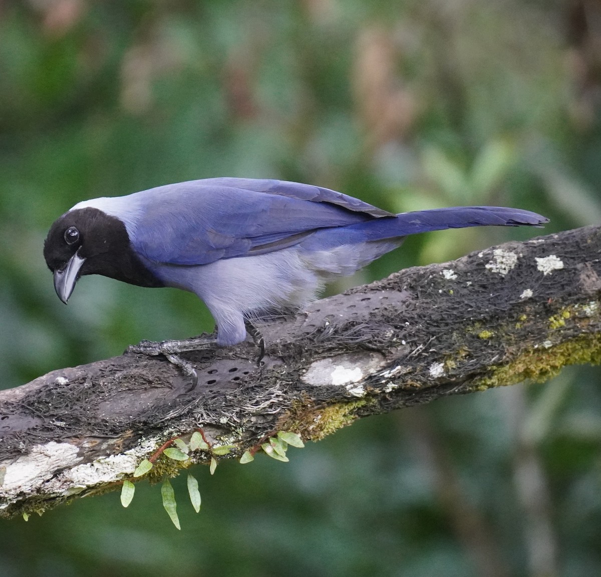 Violaceous Jay - ML655521522
