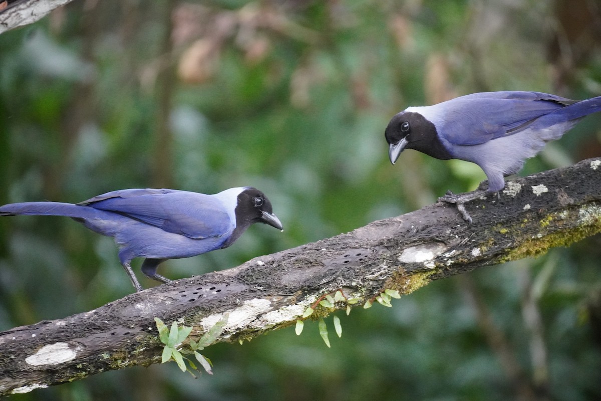 Violaceous Jay - ML655521523