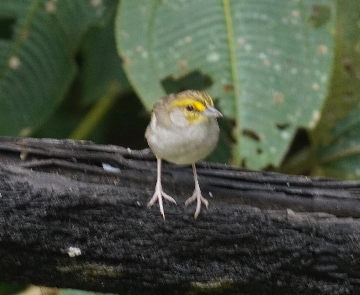 Yellow-browed Sparrow - ML655521534