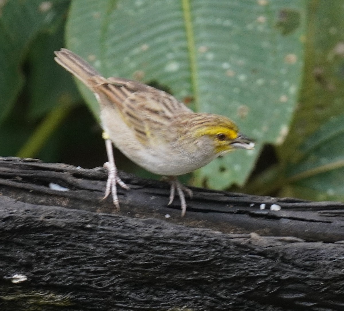 Yellow-browed Sparrow - ML655521535