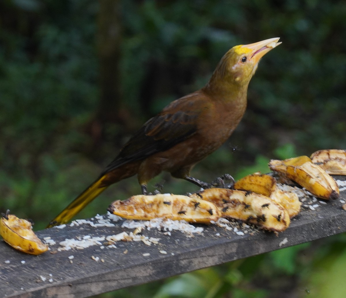 Russet-backed Oropendola - ML655521544