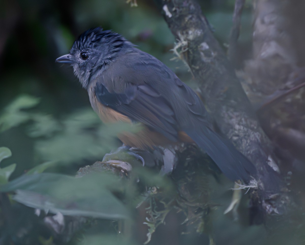 Variable Antshrike - ML655521809