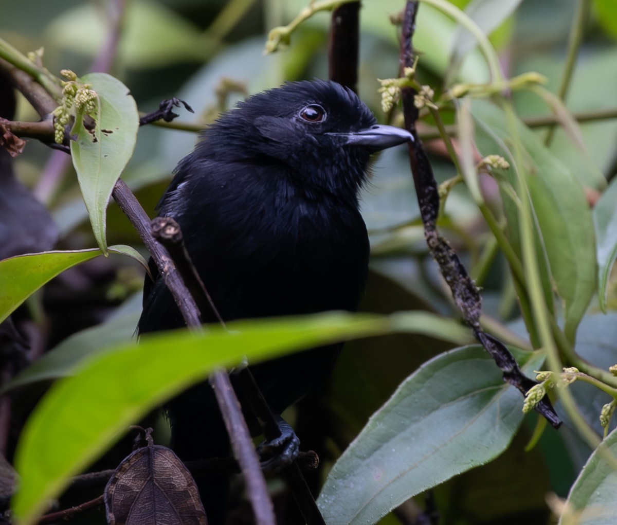 Variable Antshrike - ML655521810