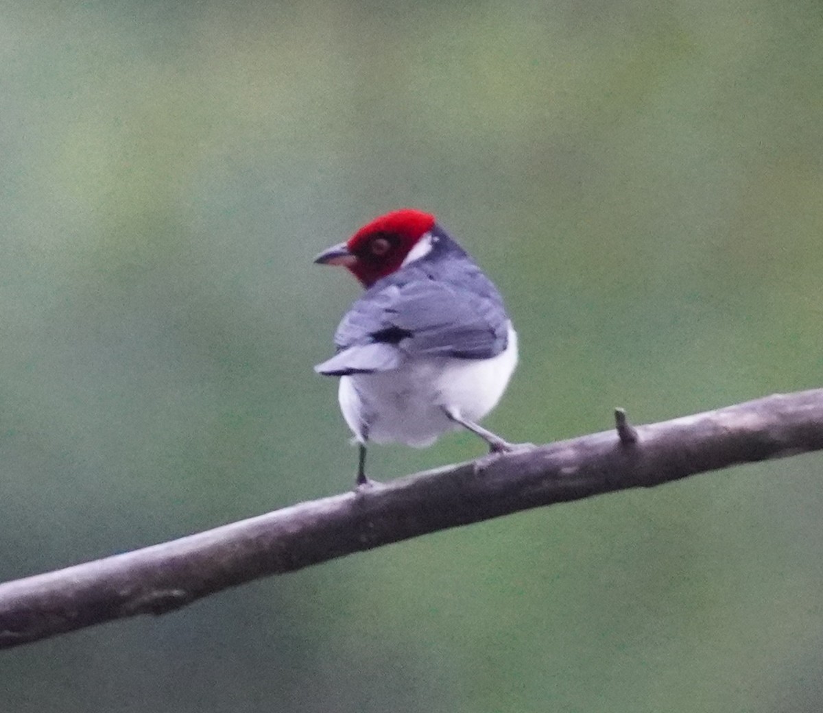 Red-capped Cardinal - ML655522072
