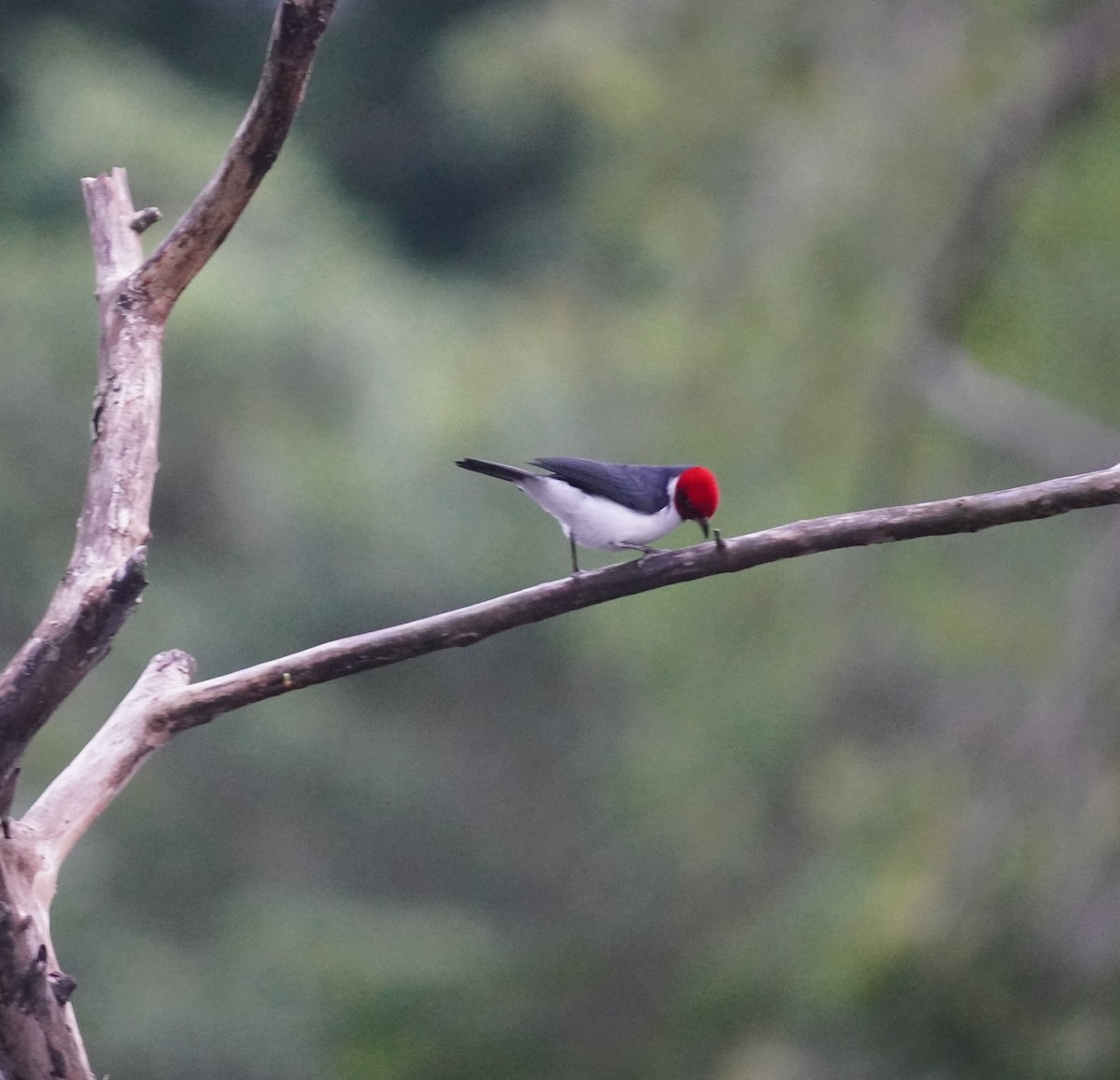 Red-capped Cardinal - ML655522073