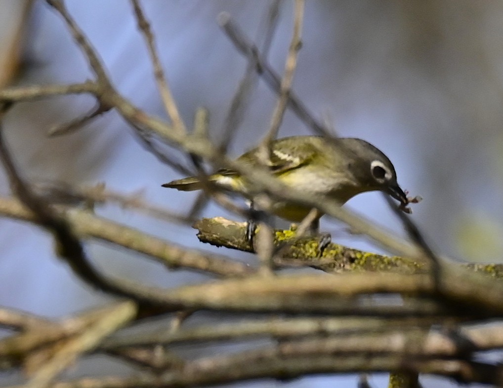 Graukopfvireo - ML655522401