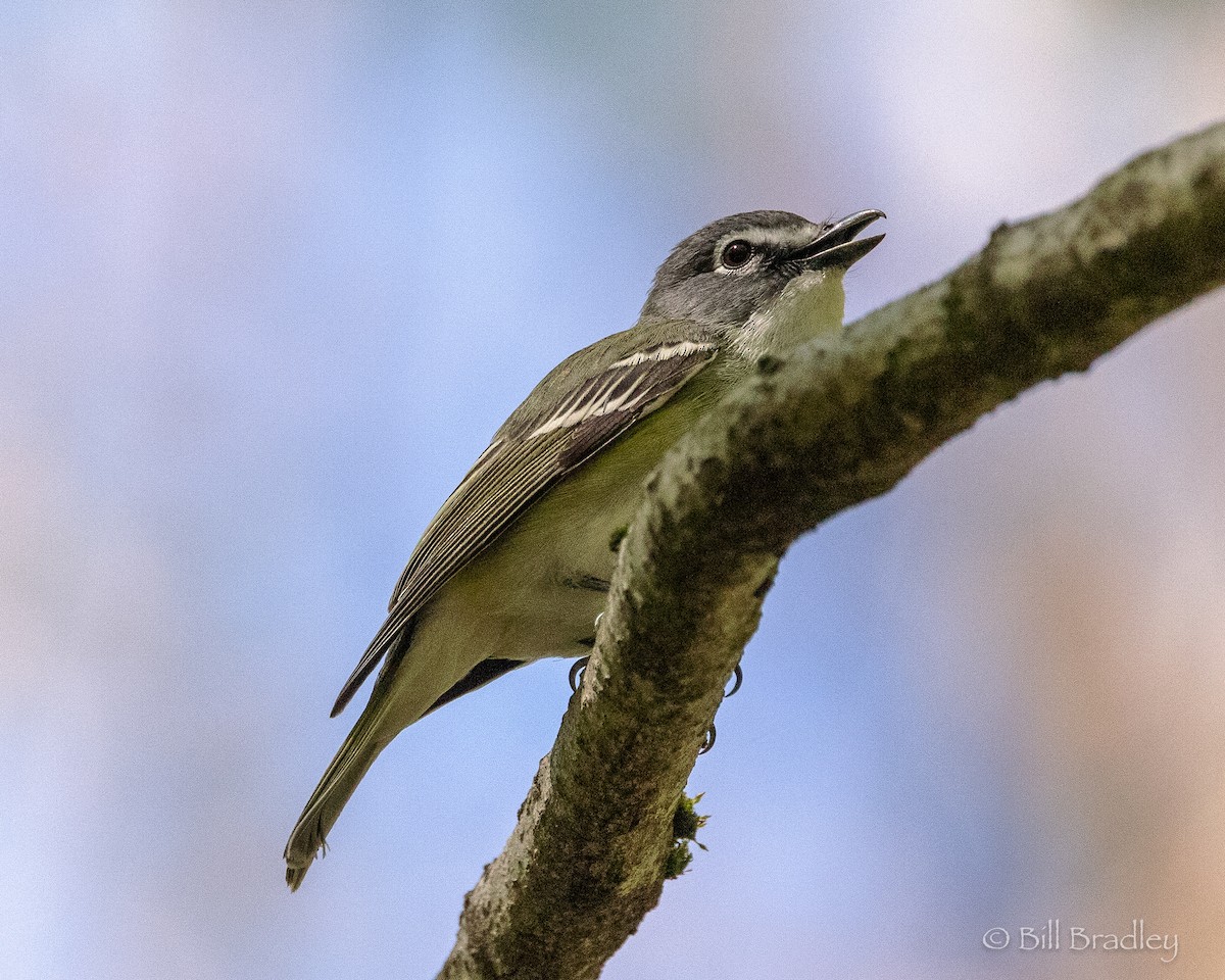 Graukopfvireo - ML655522625