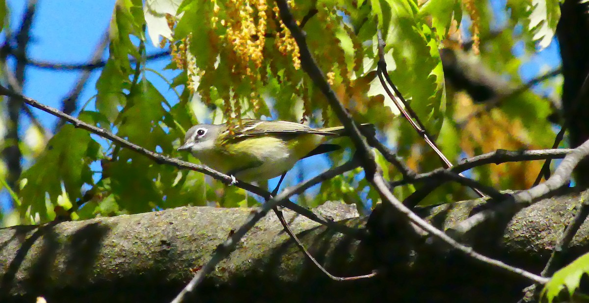 Graukopfvireo - ML655523287