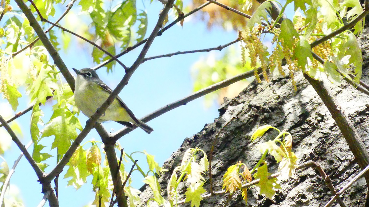 Graukopfvireo - ML655523288