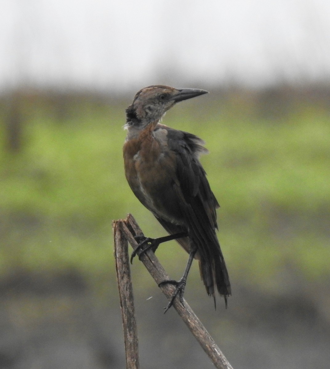 Great-tailed Grackle - ML65552351