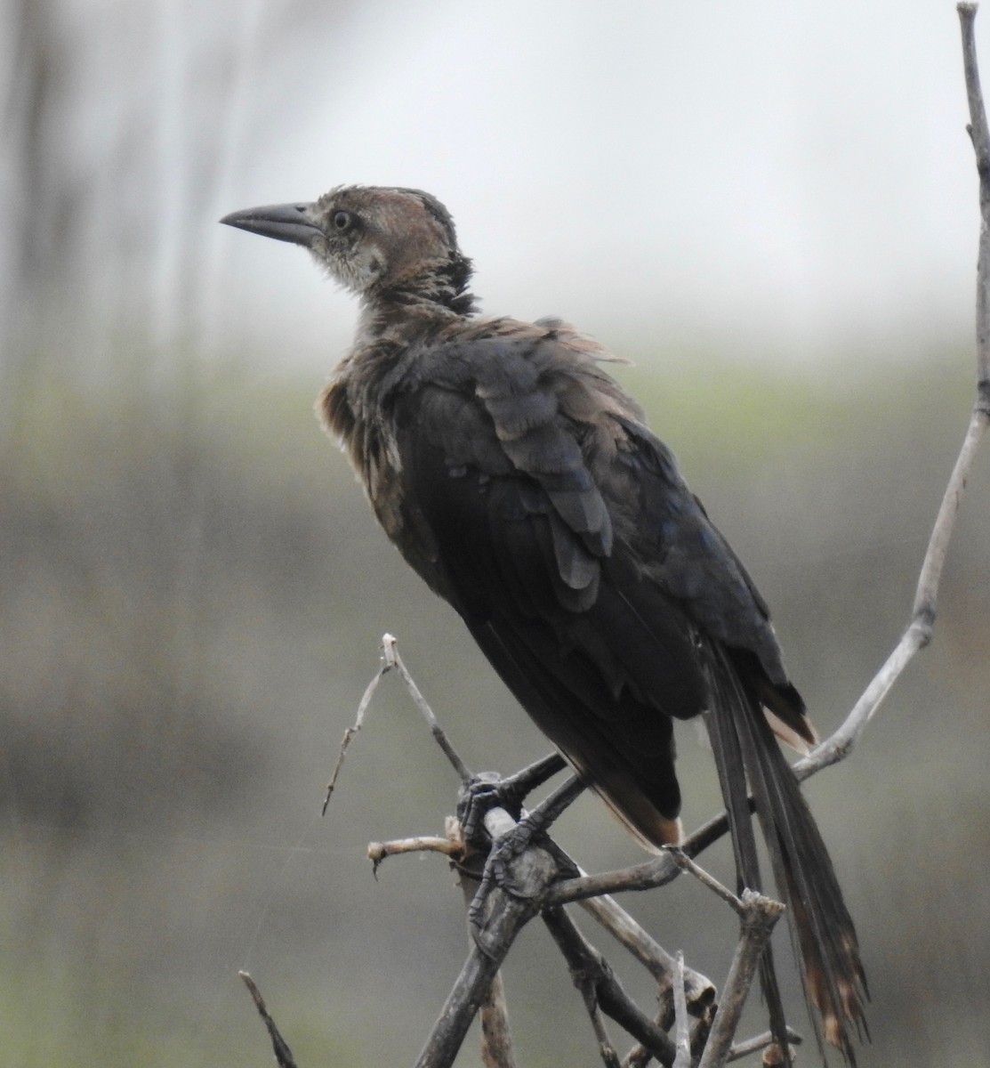 Great-tailed Grackle - ML65552371