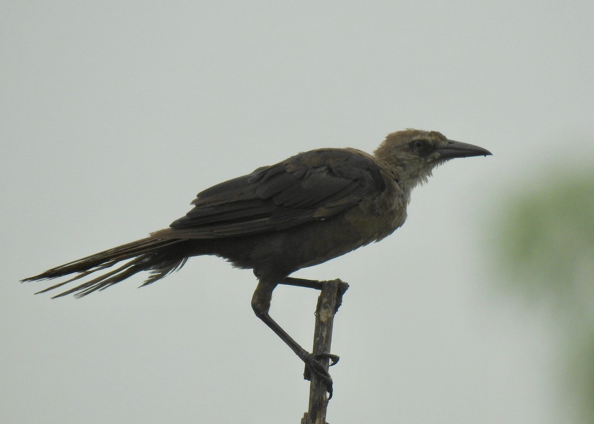 Great-tailed Grackle - ML65552381