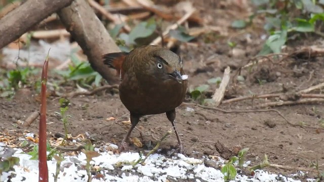 Blue-winged Laughingthrush - ML655523830