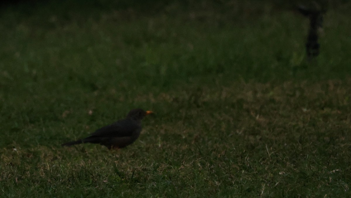 Karoo Thrush - ML655523980