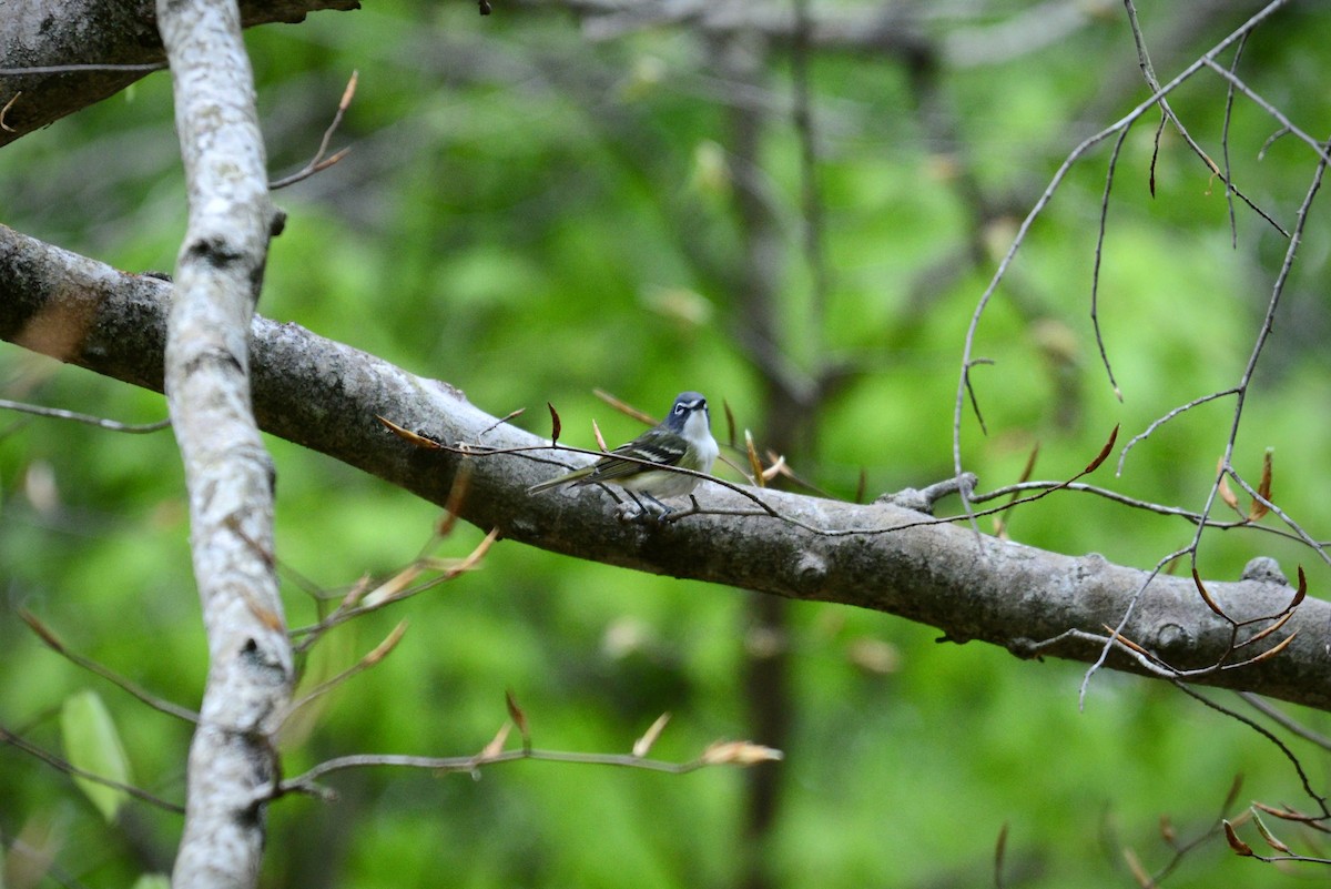 Graukopfvireo - ML655524397