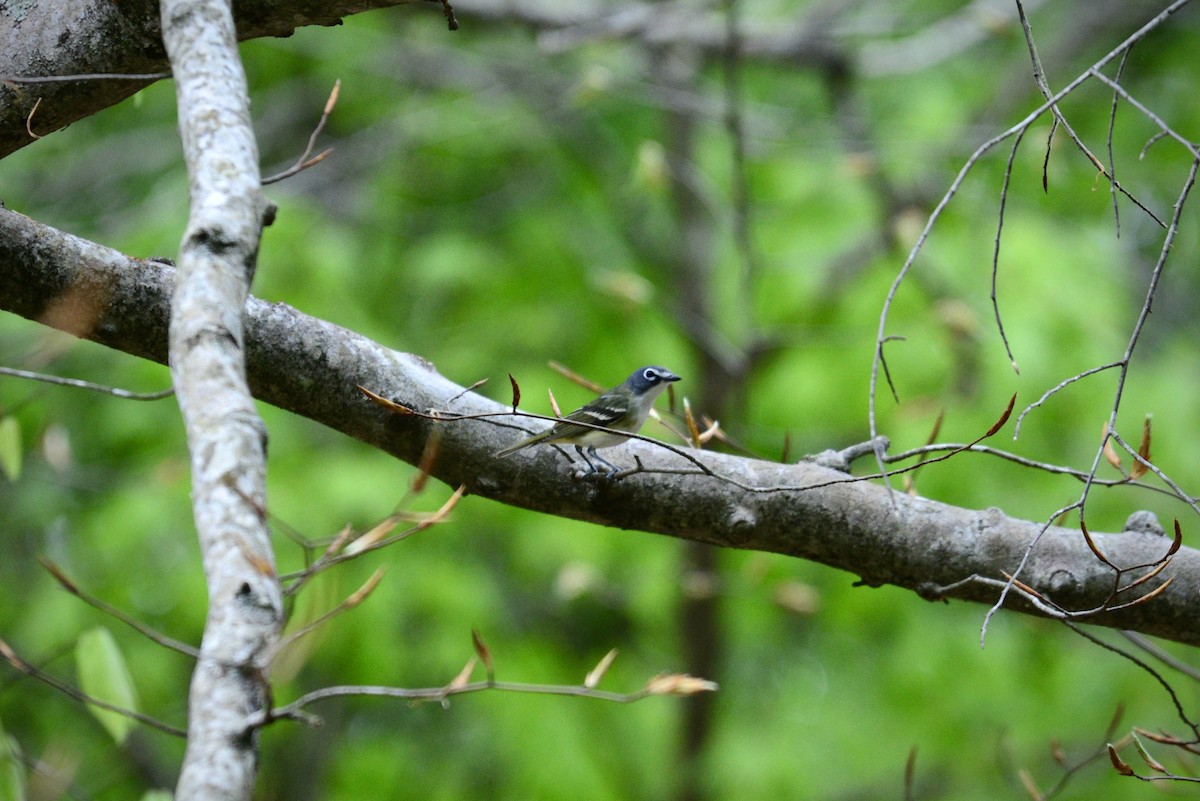 Graukopfvireo - ML655524399