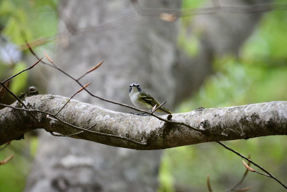 Graukopfvireo - ML655524400