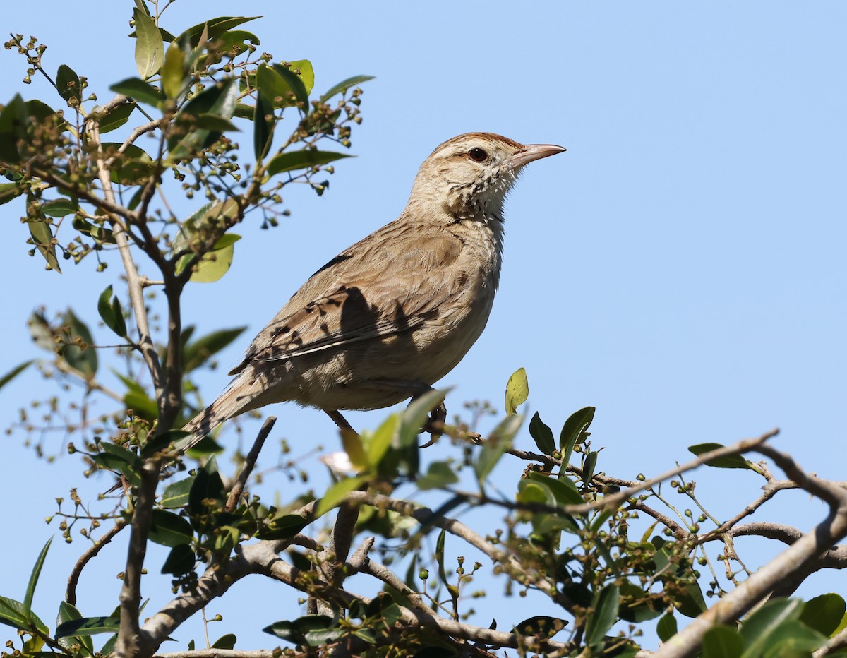 Weißkehl-Bündelnister - ML655525560
