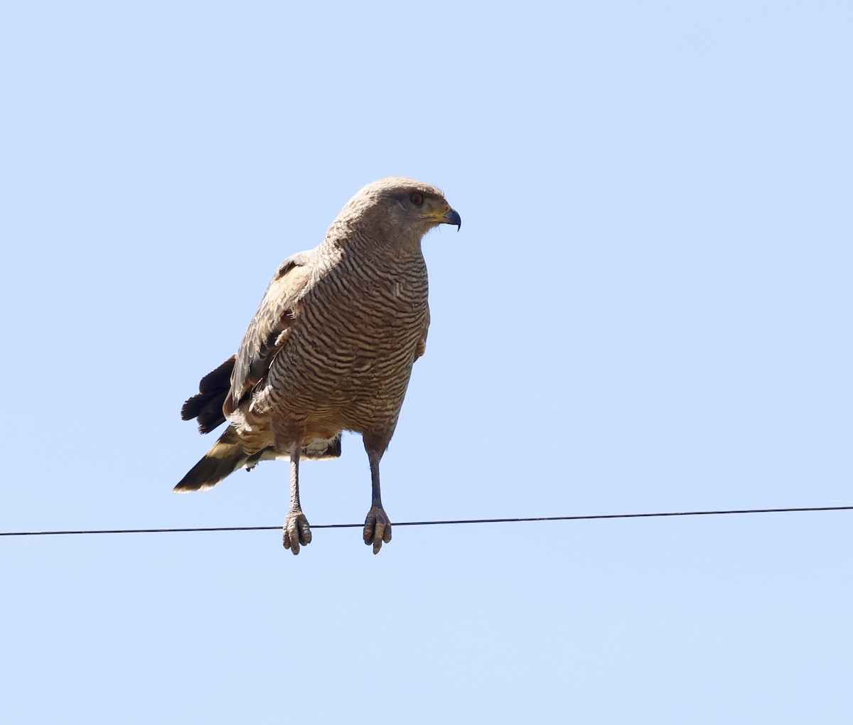 Savannenbussard - ML655525599