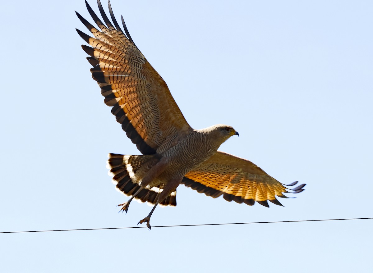 Savannenbussard - ML655525604
