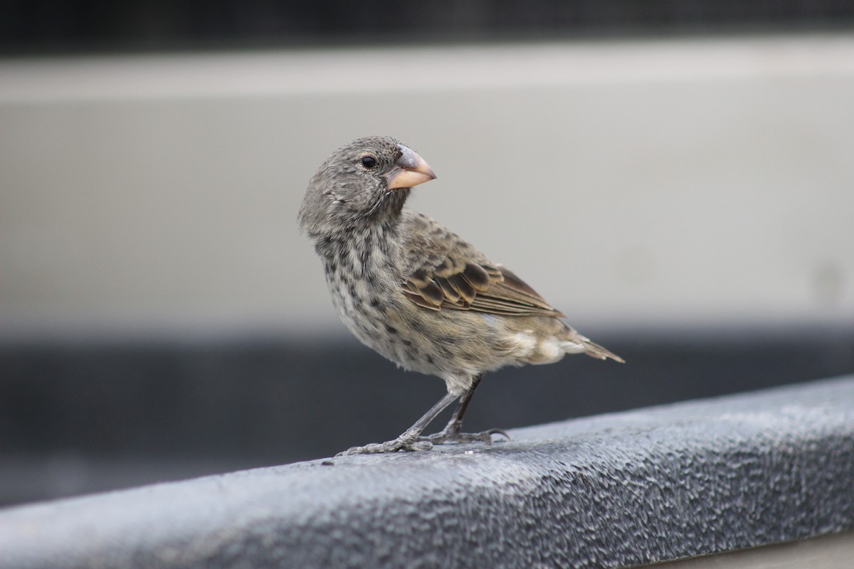 Large Ground-Finch - ML65552811