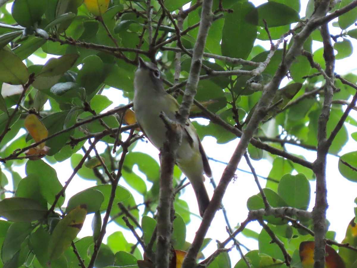 Graukopfvireo - ML655528370