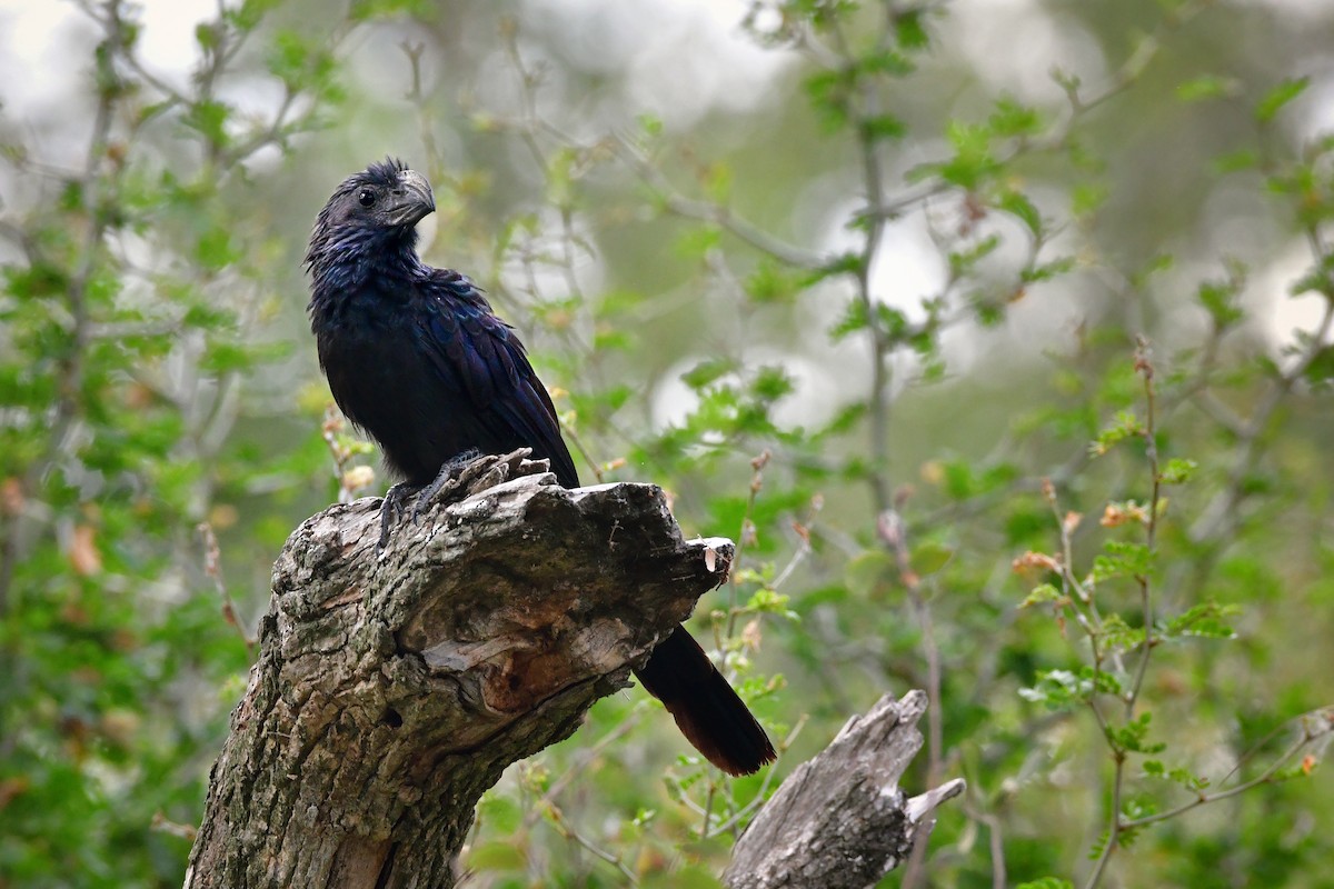 Groove-billed Ani - ML65553021