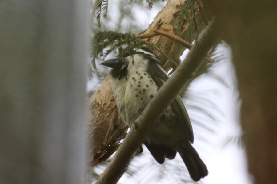 Spot-flanked Barbet - ML655530238