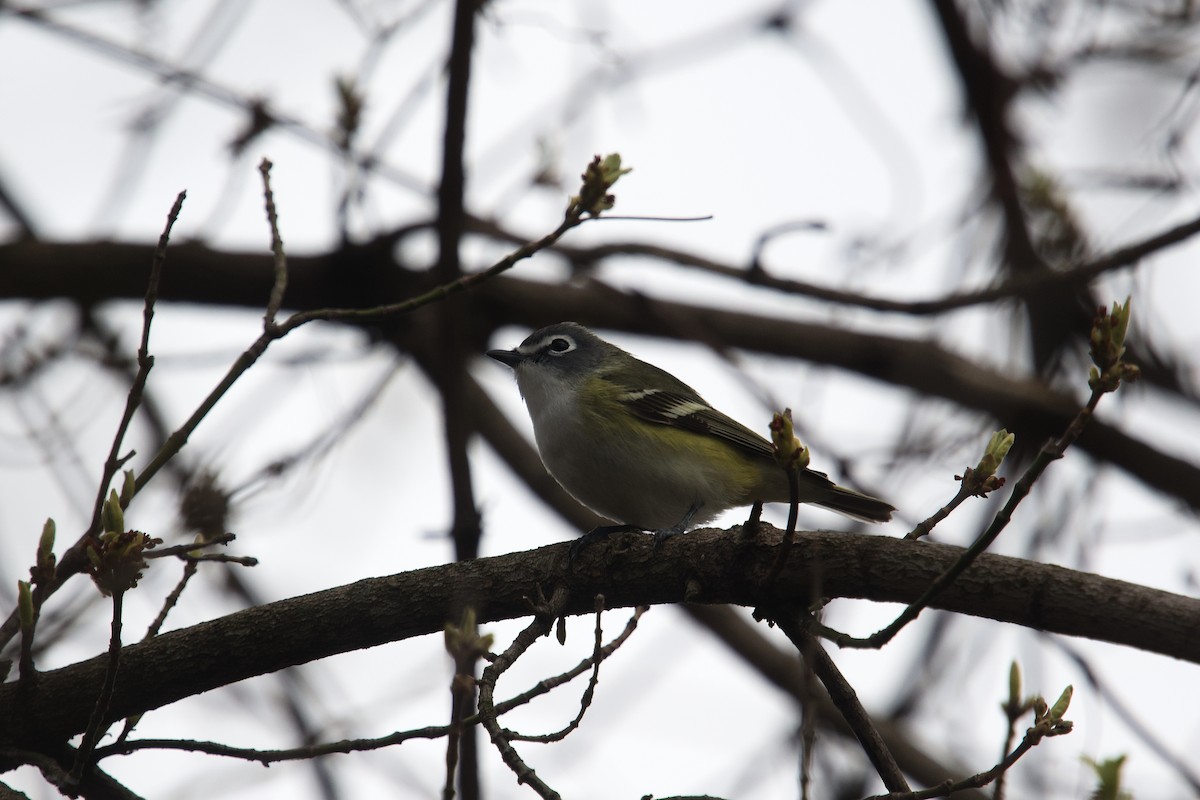 Graukopfvireo - ML655530270