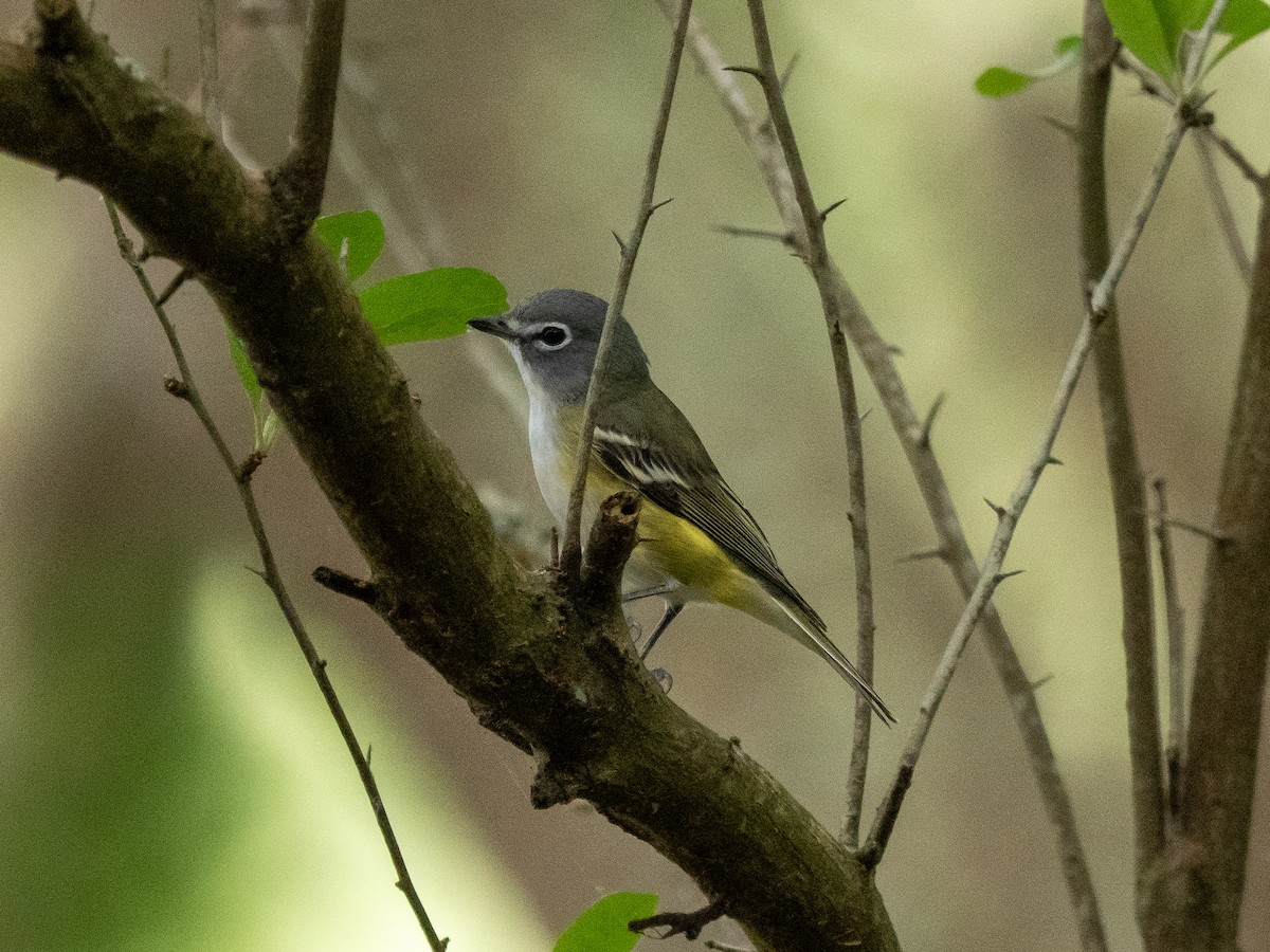 Graukopfvireo - ML655530516