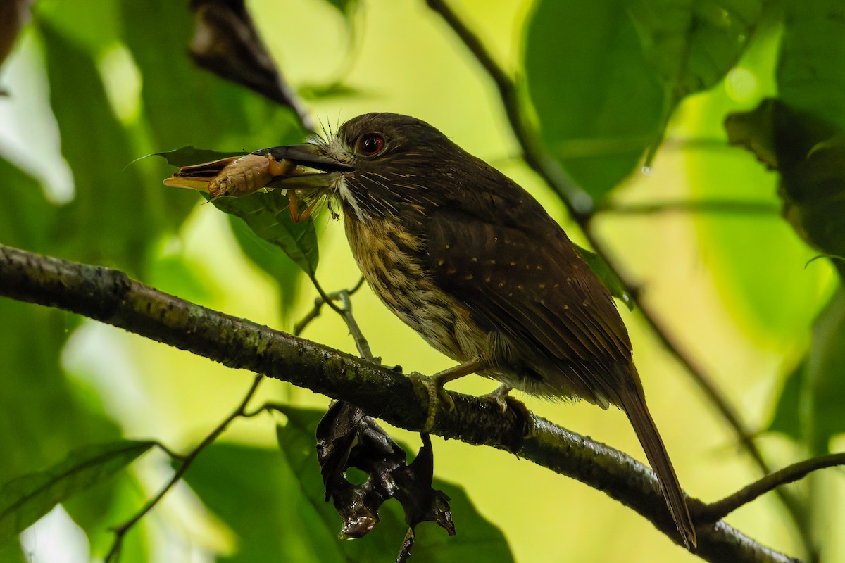 White-whiskered Puffbird - ML655531015