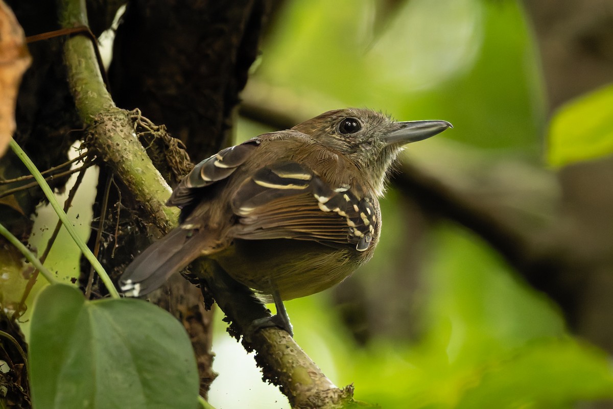 Black-crowned Antshrike - ML655531087