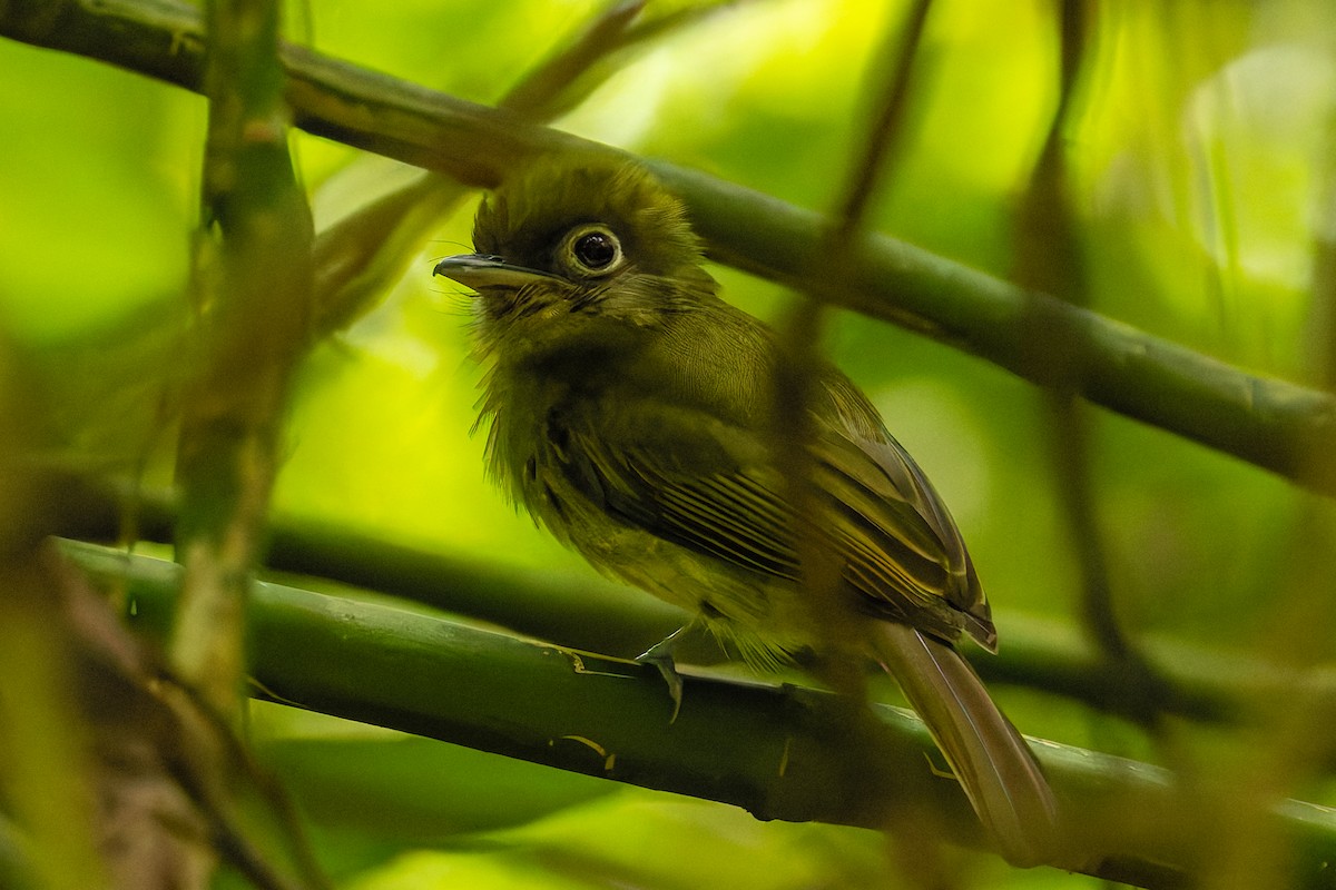 Eye-ringed Flatbill - ML655531096