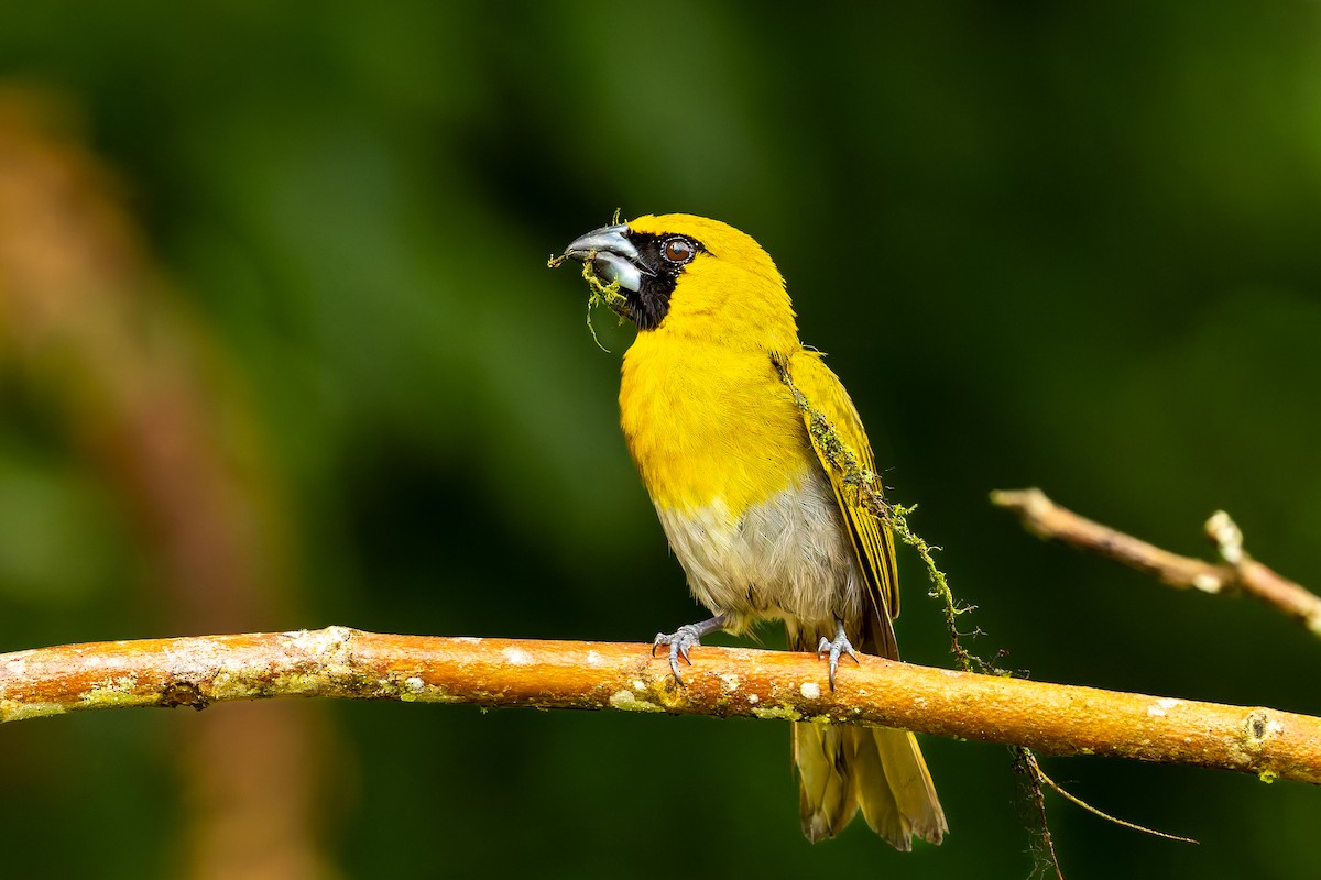 Black-faced Grosbeak - ML655531122