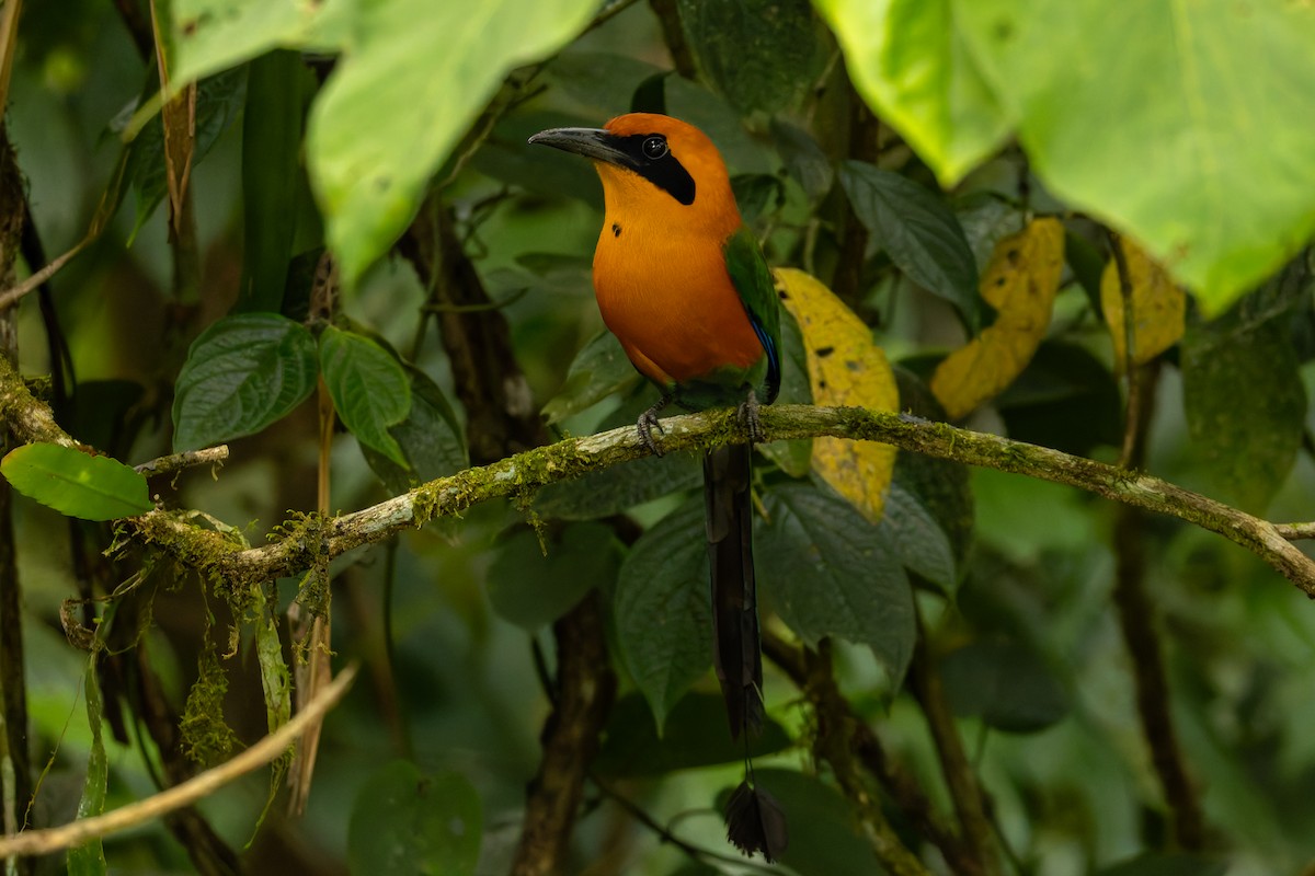 Rufous Motmot - ML655531428