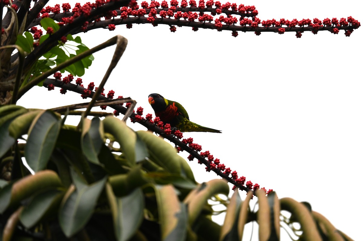 Coconut Lorikeet - ML655531436